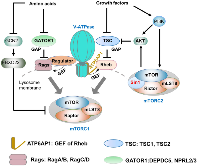 ATP6AP1 was Phast-ID’ed as a long-sought GEF for Rheb