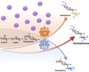 Glycodiversification of gentamicins through in vivo glycosyltransferase swapping enabled the creation of novel hybrid aminoglycoside antibiotics with potent activity and low ototoxicity