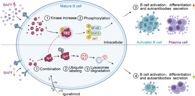 Iguratimod suppresses plasma cell differentiation and ameliorates experimental Sjögren's syndrome in mice by promoting TEC kinase degradation.