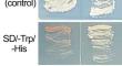 Overexpression of a pearl millet WRKY transcription factor gene, PgWRKY74, in Arabidopsis retards shoot growth under dehydration and salinity-stressed conditions.