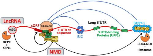 Rules and impacts of nonsense-mediated mRNA decay in the degradation of long noncoding RNAs.