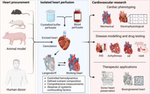 Isolated Perfused Hearts for Cardiovascular Research: An Old Dog with New Tricks.