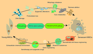 A Mesenchymal stem cell Aging Framework, from Mechanisms to Strategies.