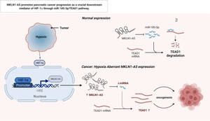 MKLN1-AS promotes pancreatic cancer progression as a crucial downstream mediator of HIF-1α through miR-185-5p/TEAD1 pathway.