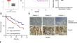 Nucleoporin 93 Regulates Cancer Cell Growth and Stemness in Bladder Cancer via Wnt/β-Catenin Signaling.