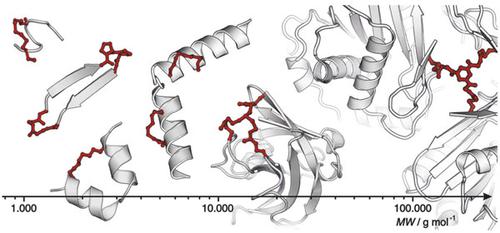 From Protein Structures to Functional Biomimetics