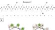 Naturally occurring and artificially designed antimicrobial peptides: a comparative study of Mastoparan C and BP52