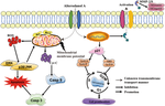 Fungal metabolite altersolanol a exhibits potent cytotoxicity against human placental trophoblasts in vitro via mitochondria-mediated apoptosis.