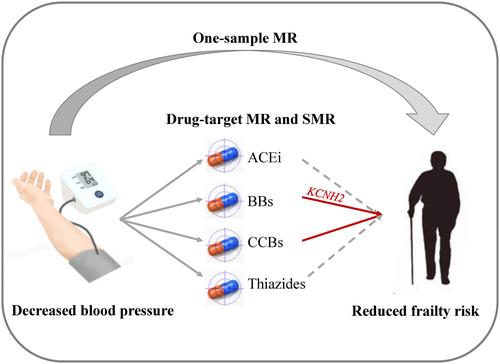 Genetically determined blood pressure, antihypertensive drug classes, and frailty: A Mendelian randomization study