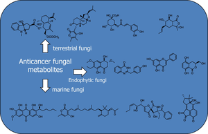 Advances on anticancer fungal metabolites: sources, chemical and biological activities in the last decade (2012–2023)