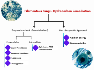 Three strategy rules of filamentous fungi in hydrocarbon remediation: an overview