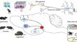 Dopamine Switches Affective States Under Acute Sleep Deprivation.