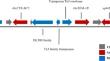 Genomic analysis of the first multidrug-resistant ESBL-producing high-risk clonal lineage Klebsiella pneumoniae ST147 isolated from a cat with urinary tract infection.