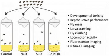 A comparison of carbon dot and CdTe quantum dot toxicity in Drosophila melanogaster†