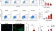 Distinct roles of SOX9 in self-renewal of progenitors and mesenchymal transition of the endothelium