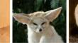 DEMFFA: a multi-strategy modified Fennec Fox algorithm with mixed improved differential evolutionary variation strategies