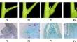 Transcriptome analysis and functional validation reveal the novel role of LhCYCL in axillary bud development in hybrid Liriodendron.