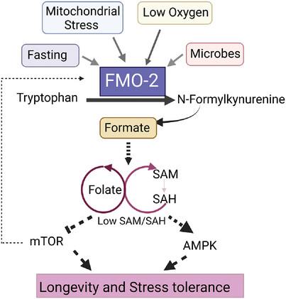 Flavin-containing monooxygenase (FMO): Beyond xenobiotics