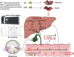 Gut microbiota-bile acid crosstalk and metabolic fatty liver in spotted seabass (Lateolabrax maculatus): The role of a cholesterol, taurine and glycine supplement