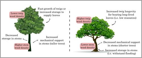 Ecosystem type affects how Amazonian tree species invest in stem and twig wood