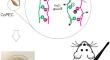 Polyelectrolyte complexes hydrogels based on chitosan/pectin/NaCl for potentially wound dressing: development, characterization, and evaluation