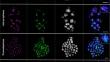 The holocentricity in the dioecious nutmeg (Myristica fragrans) is not based on major satellite repeats.