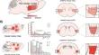 The Insular Cortex: An Interface Between Sensation, Emotion and Cognition.