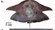 On the Identity of a rare Morphologically Abnormal Butterfly ray from the east Coast of India Resolved Through Molecular tool