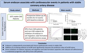 Novel prognostic impact and cell specific role of endocan in patients with coronary artery disease.