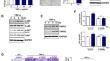 Continuous TNF-α exposure in mammary epithelial cells promotes cancer phenotype acquisition via EGFR/TNFR2 activation