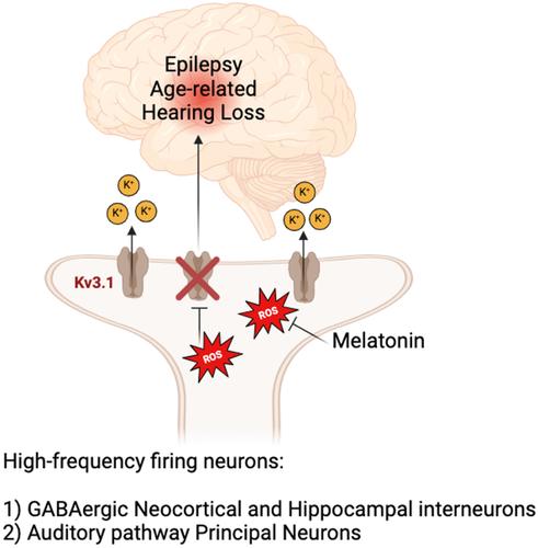 Oxidative stress-related cellular aging causes dysfunction of the Kv3.1/KCNC1 channel reverted by melatonin