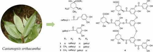 Three new quinic acid derivatives and a new shikimic acid derivative from the leaves of Castanopsis orthacantha