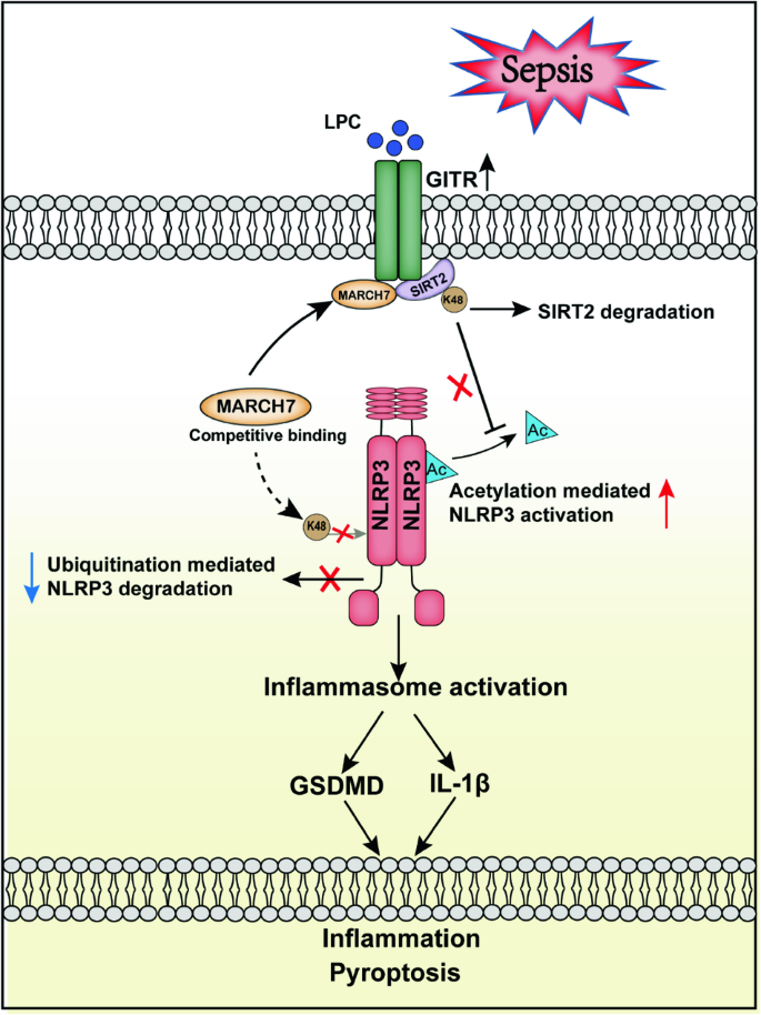 GITR exacerbates lysophosphatidylcholine-induced macrophage pyroptosis in sepsis via posttranslational regulation of NLRP3