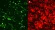 Exploiting non-permissive CHO cells as a rapid and efficient method for recombinant HSV-1 isolation.