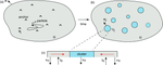 Asymptotic analysis of particle cluster formation in the presence of anchoring sites