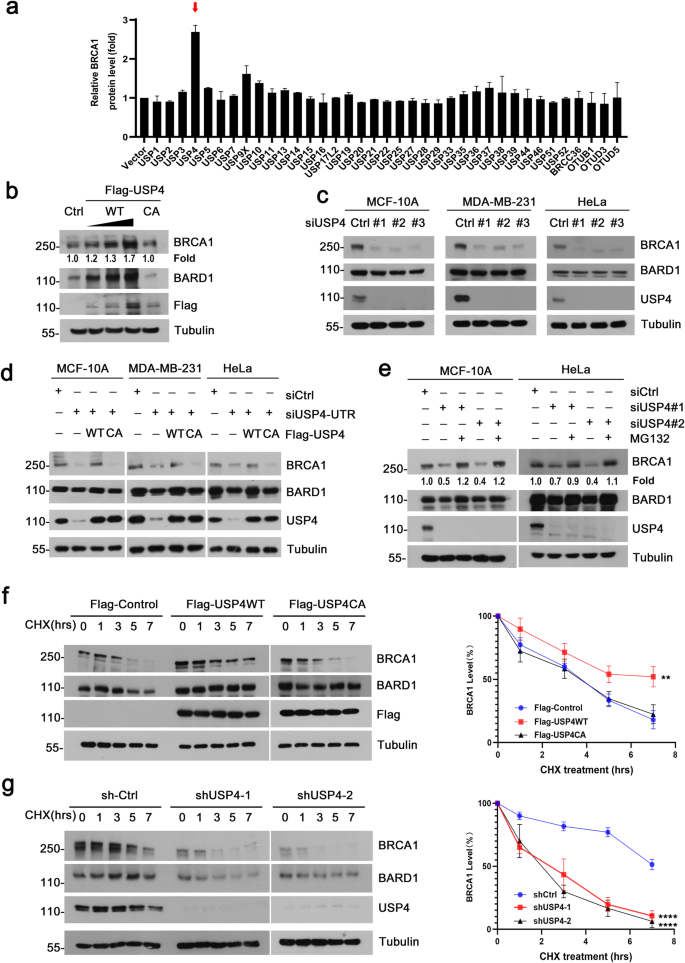 The deubiquitinating enzyme USP4 regulates BRCA1 stability and function.