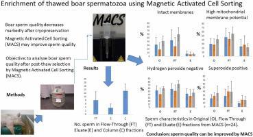 Enrichment of thawed boar spermatozoa with an intact membrane using Magnetic Activated Cell Sorting