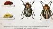 William Lawrence Tower's Beetles: Experimental Evolution and the Manipulation of Inheritance.