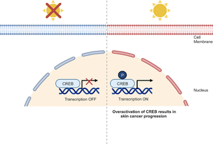 Cyclic AMP-regulatory element-binding protein: a novel UV-targeted transcription factor in skin cancer.