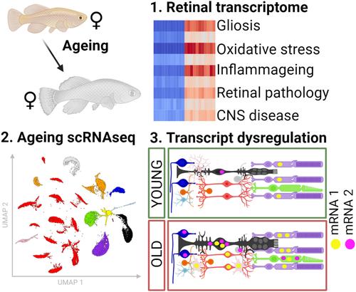 Age-related dysregulation of the retinal transcriptome in African turquoise killifish