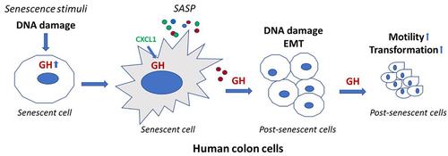 Non-pituitary growth hormone enables colon cell senescence evasion