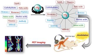 Synthetic 18F labeled biomolecules that are selective and promising for PET imaging: major advances and applications