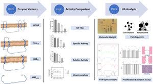 Enzyme variants in biosynthesis and biological assessment of different molecular weight hyaluronan.