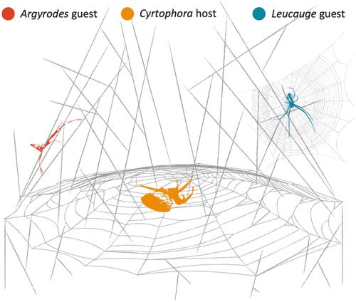 Fitness effects of symbiotic relationships between arthropod predators: Synergy in a three-way spider symbiosis