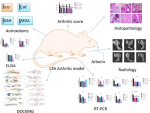 Arbutin attenuates CFA-induced arthritis by modulating expression levels of 5-LOX, NF‑κB, IL-17, PGE-2 and TNF-α.