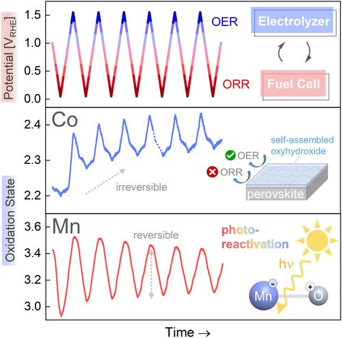 Time-Resolved Oxidation State Changes Are Key to Elucidating the Bifunctionality of Perovskite Catalysts for Oxygen Evolution and Reduction