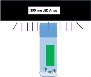 Fly into the light: eliminating Drosophila melanogaster with chlorophyllin-based Photodynamic Inactivation.