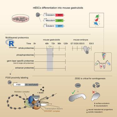 Deciphering lineage specification during early embryogenesis in mouse gastruloids using multilayered proteomics