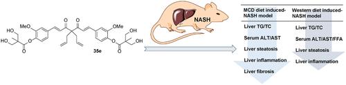 4,4-Diallyl curcumin bis(2,2-hydroxymethyl)propanoate ameliorates nonalcoholic steatohepatitis in methionine-choline-deficient diet and Western diet mouse models