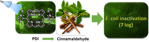 Photodynamic inactivation of E. coli with cationic imidazolyl-porphyrin photosensitizers and their synergic combination with antimicrobial cinnamaldehyde.